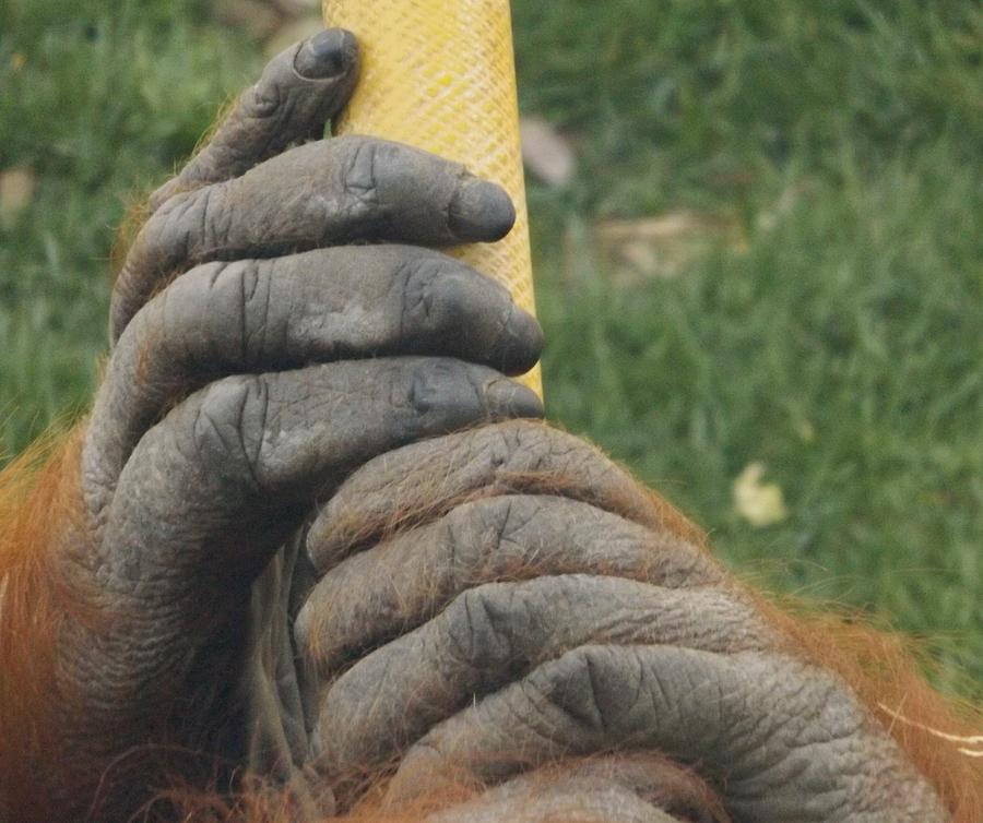 Orangutan Feet Photograph by Julie Pappas