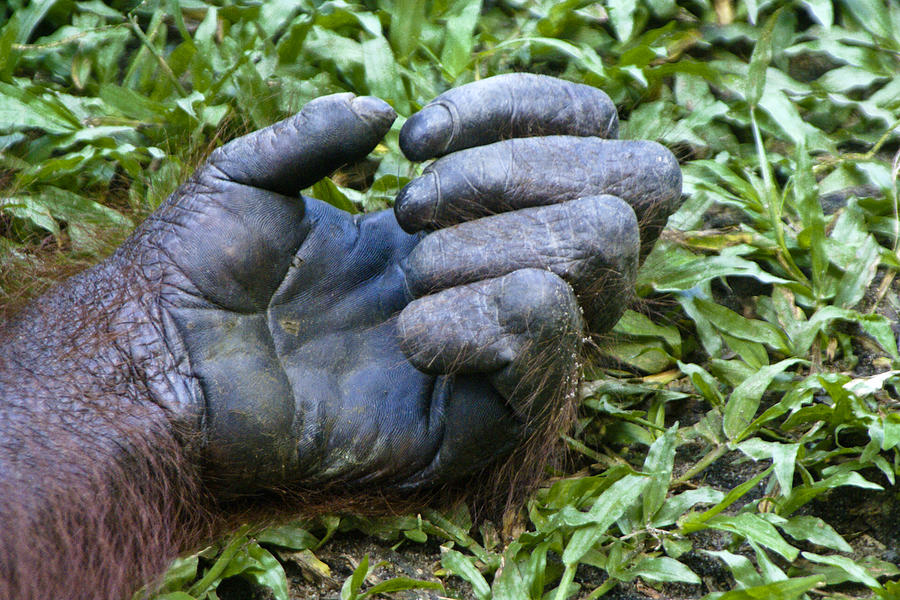 Orangutan Hand Photograph by Michele Burgess