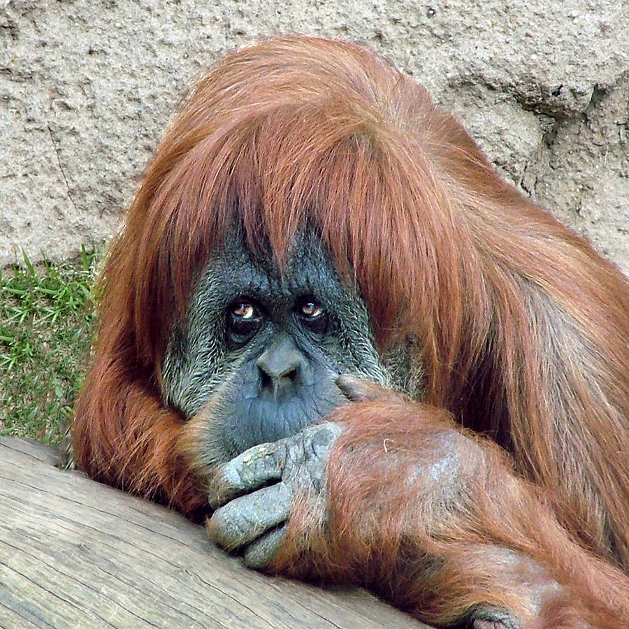 Orangutan Headshot Photograph by William Bitman