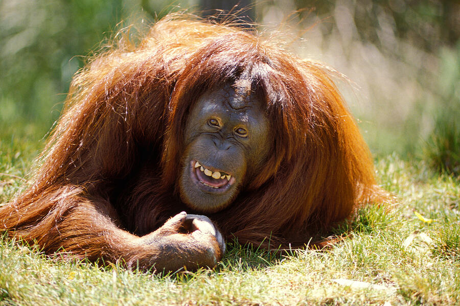 Animal Photograph - Orangutan In The Grass by Garry Gay