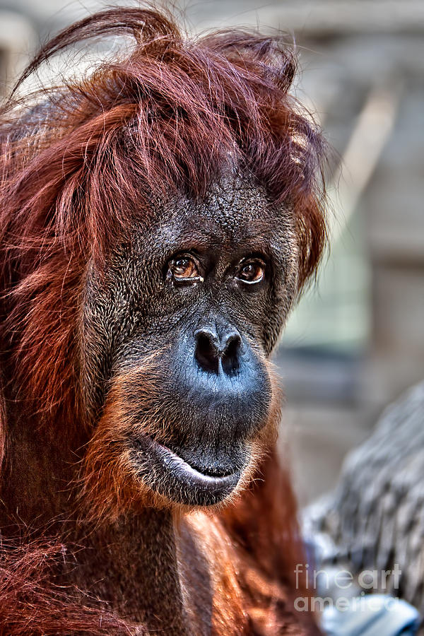 OrangUtan Photograph by Joerg Lingnau