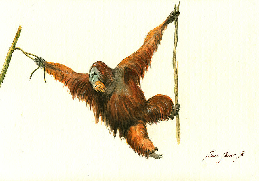 Orangutan Monkey Painting - Orangutan by Juan Bosco