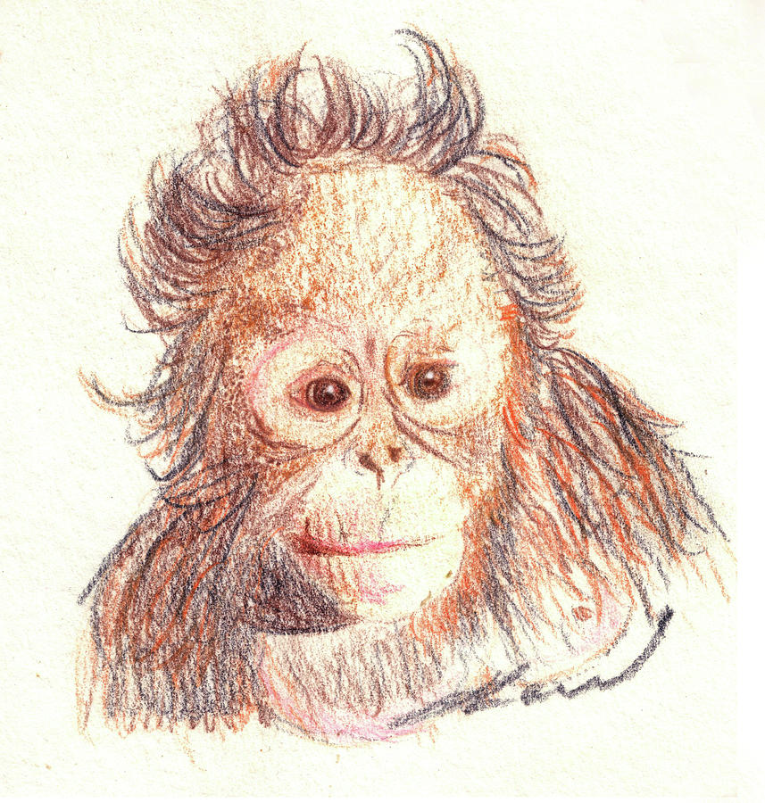  Orangutan  Drawing by Julie L Hoddinott