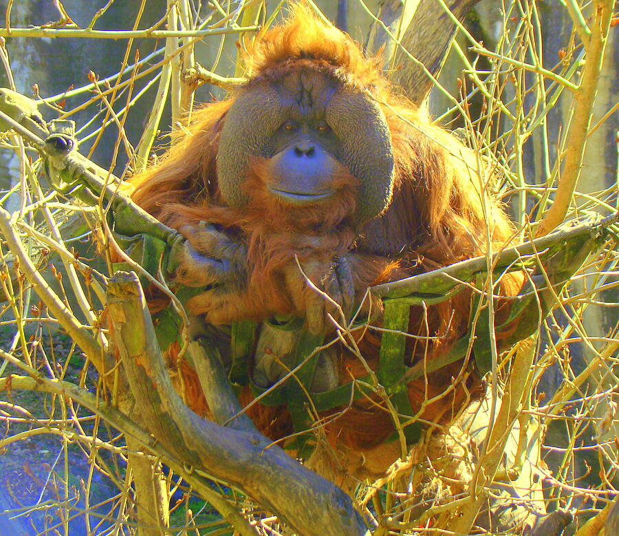 Orangutan Photograph by Lisa Rose Musselwhite