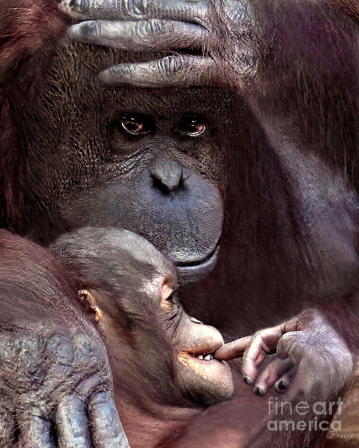 Orangutan Photograph - Orangutan Love by Jennie Breeze