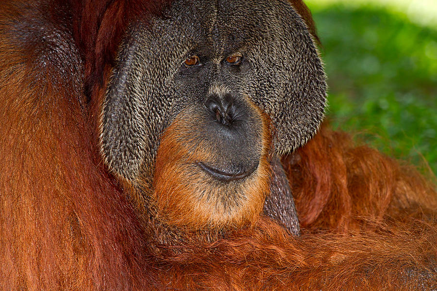 Orangutan male Photograph by Louise Heusinkveld