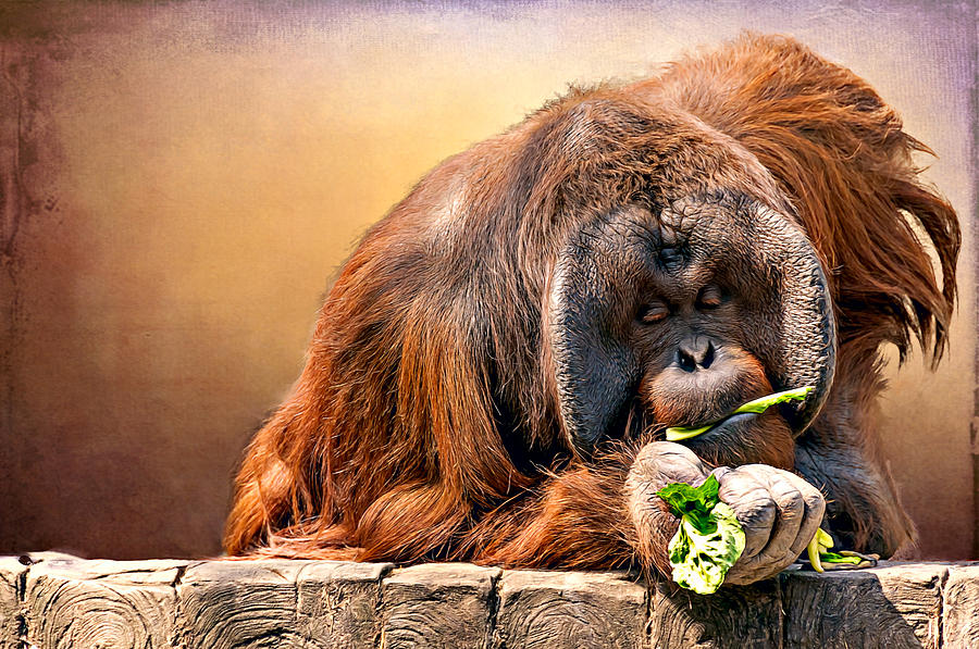 Nature Photograph - Orangutan by Maria Coulson