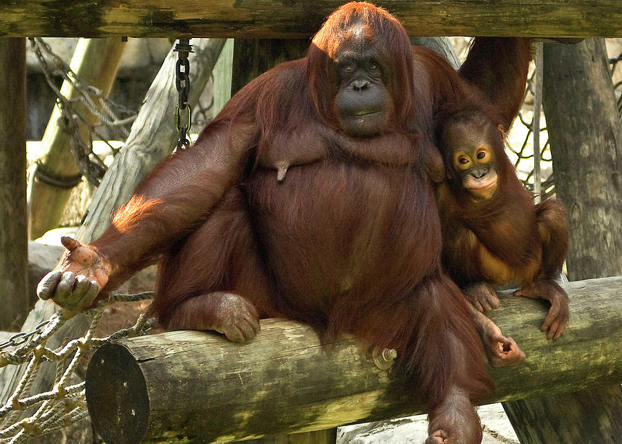 Orangutan mother and baby Photograph by Robert Suggs