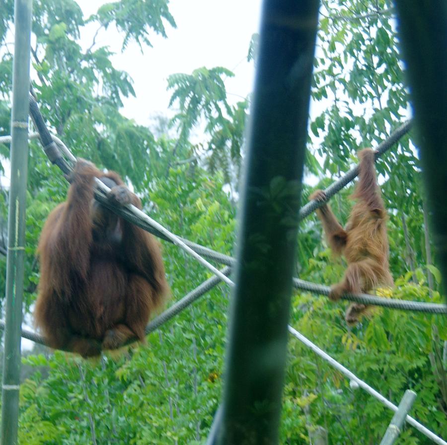 Orangutan Mother Baby SD Zoo 2015 1 Photograph by Phyllis Spoor