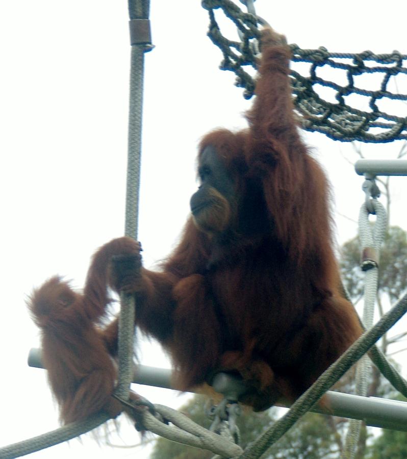 Orangutan Mother Baby SD Zoo 2015 2 Photograph by Phyllis Spoor