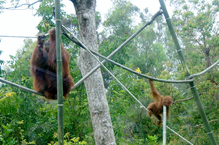 Orangutan Mother Baby SD Zoo 2015 3 Photograph by Phyllis Spoor