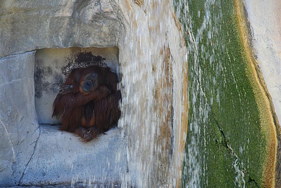 Orangutan Naps Photograph by Kenny Glover