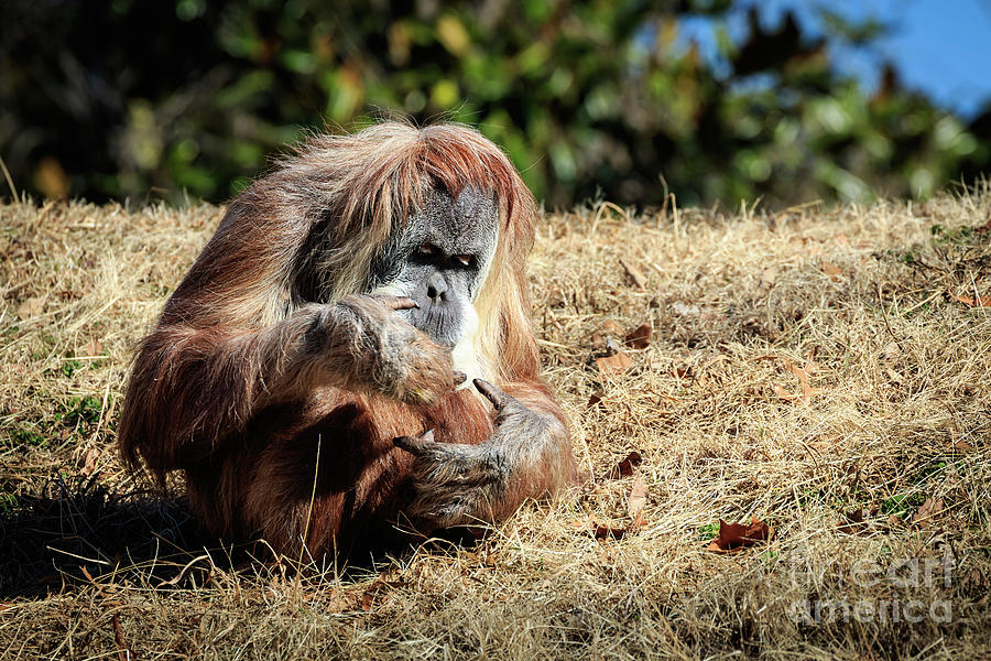 Orangutan Old Woman Photograph by Richard Smith