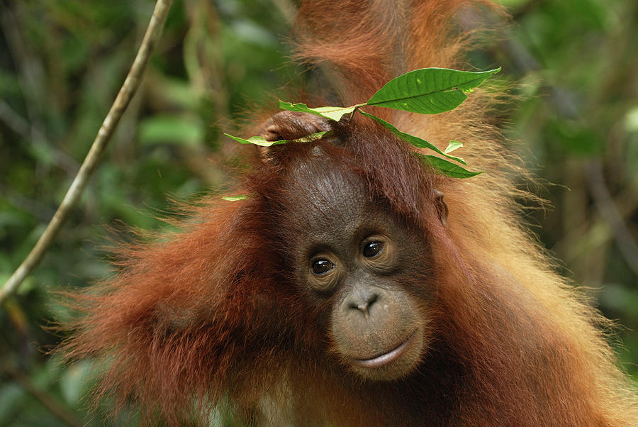 Orangutan Pongo Pygmaeus Baby, Camp Photograph by Thomas Marent