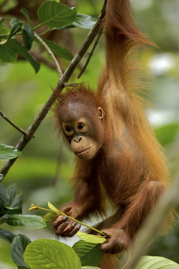 Orangutan Pongo Pygmaeus Baby Swinging Photograph by Christophe Courteau