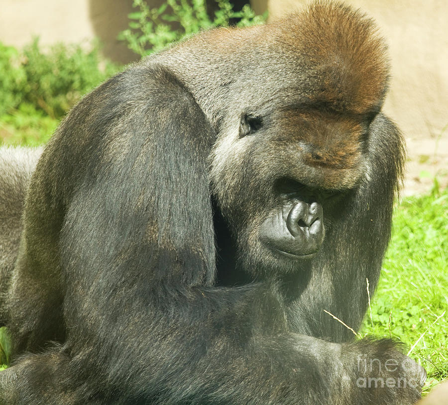 Orangutan Pongo pygmaeus Photograph by Irina Afonskaya