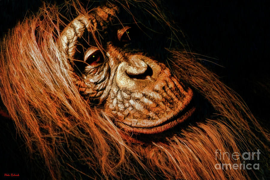 Orangutan Portiort Photograph by Blake Richards