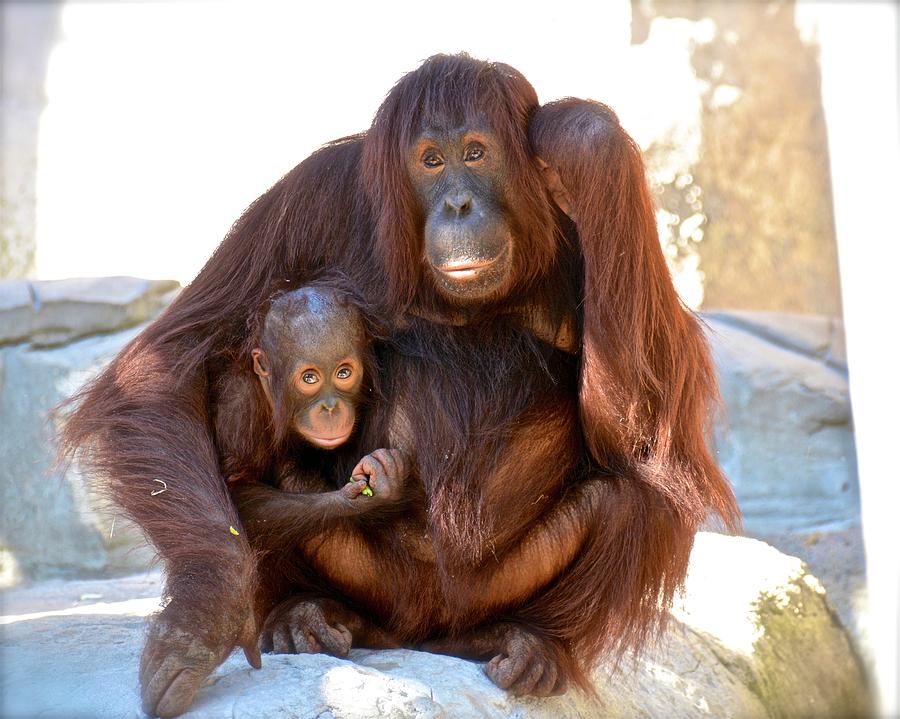 Orangutan Portrait Photograph by Carol Bradley
