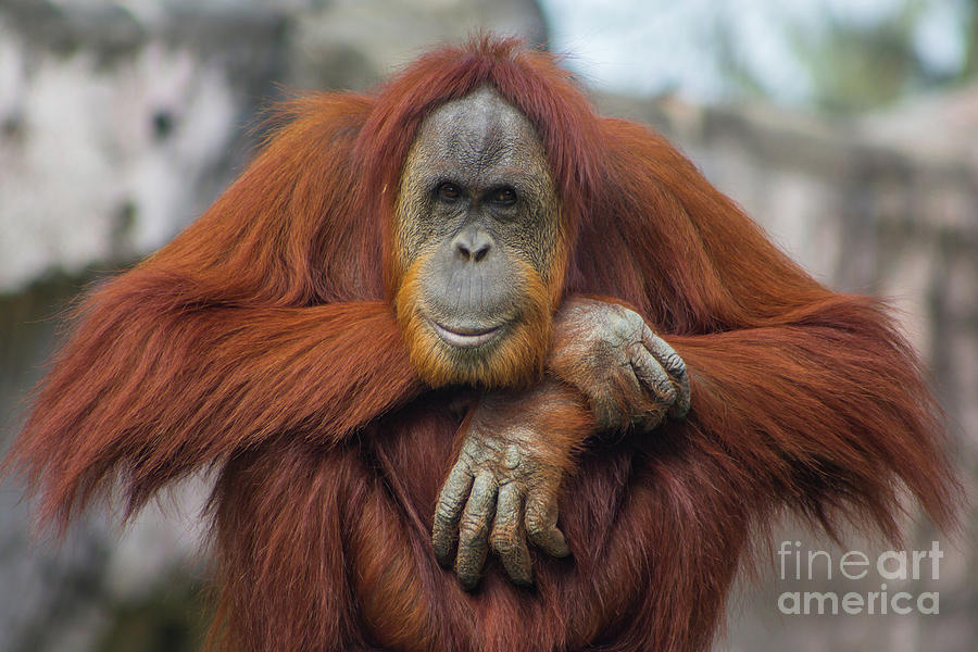  Orangutan Portrait  Photograph by Kimberly Blom Roemer