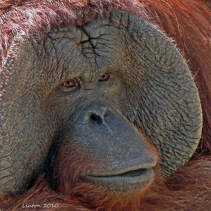 Orangutan Portrait Photograph by Larry Linton