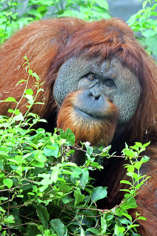  Orangutan Portrait  Photograph by Paul Slebodnick