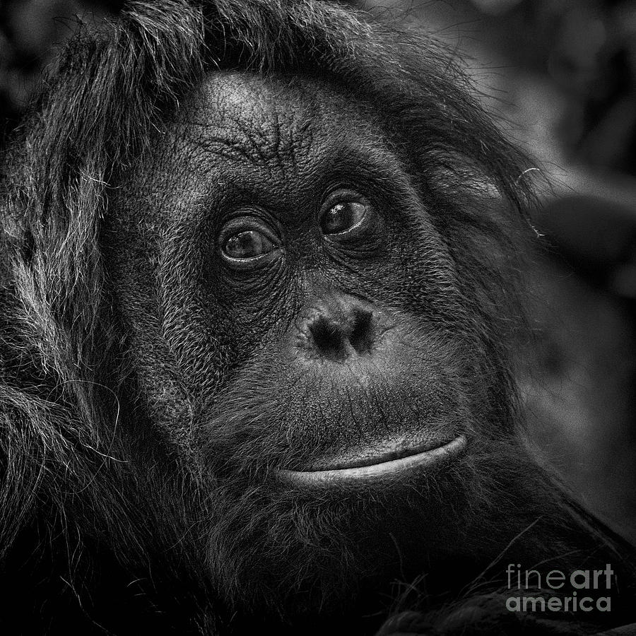 Malati -Orangutan Portrait Photograph by Sonya Lang