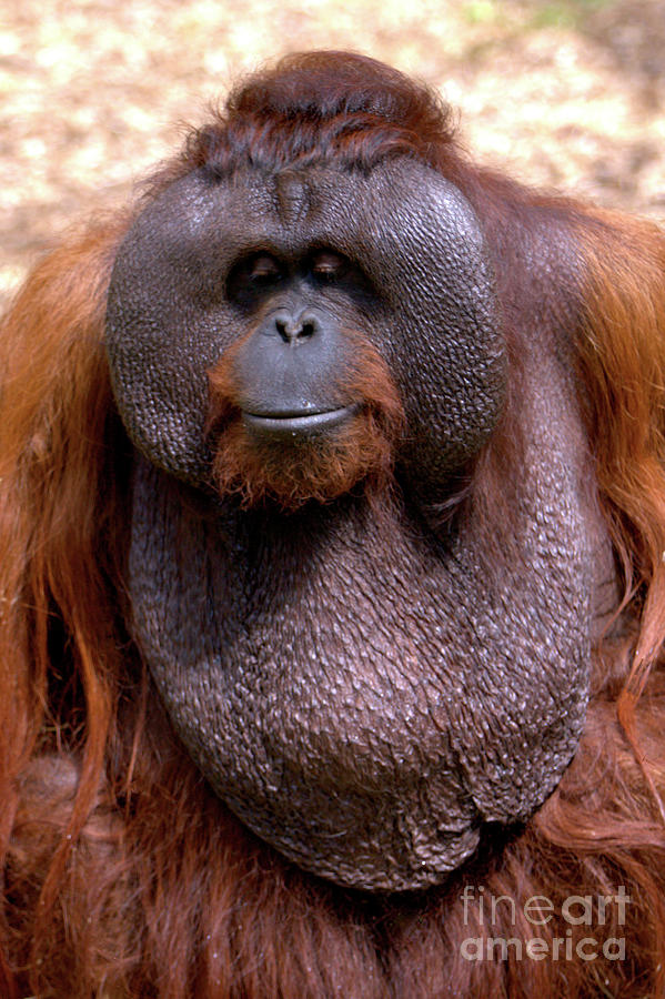 Orangutan portrait Photograph by Baggieoldboy