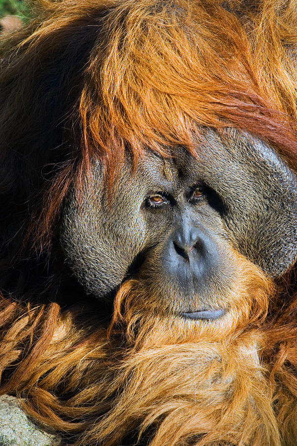 Ape Photograph - Orangutan by Randall Ingalls