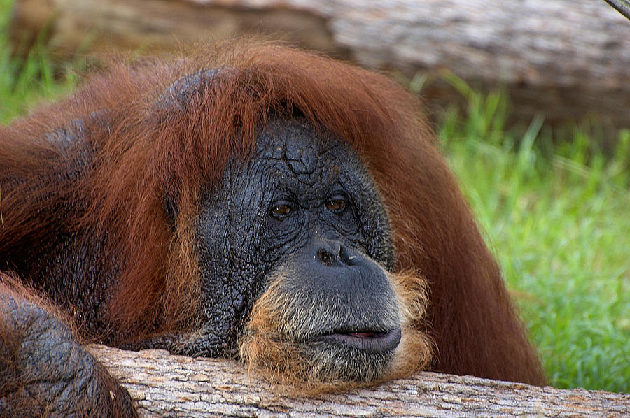 Orangutan Relaxing Photograph by Darren Warren - Pixels