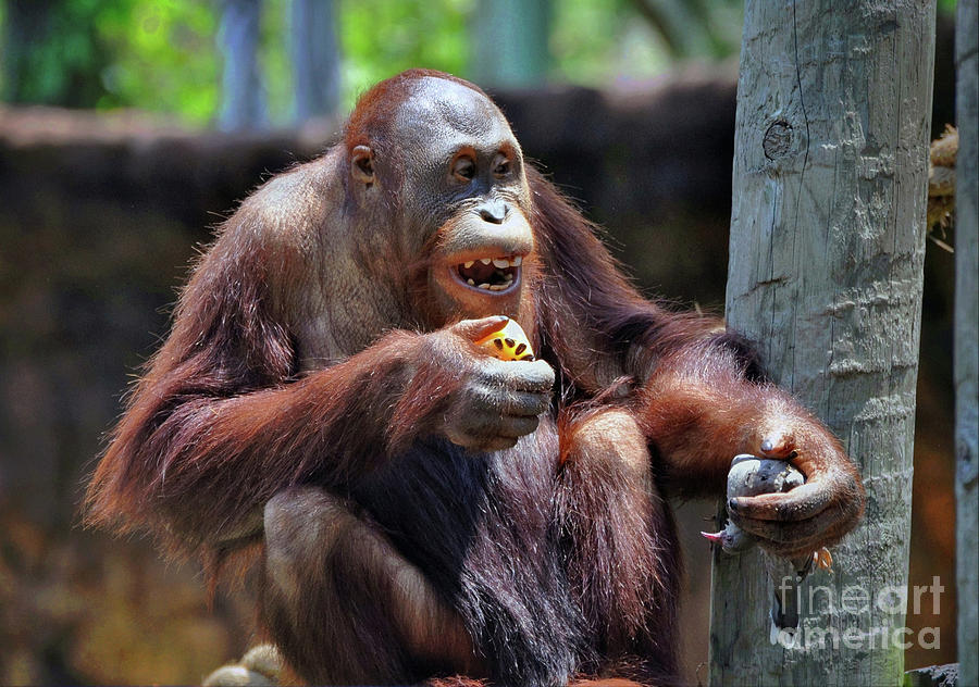 Orangutan  Photograph by Savannah Gibbs