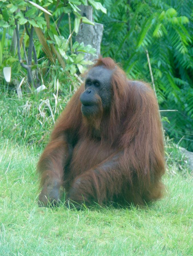 Orangutan SD Zoo 2015 2 Photograph by Phyllis Spoor