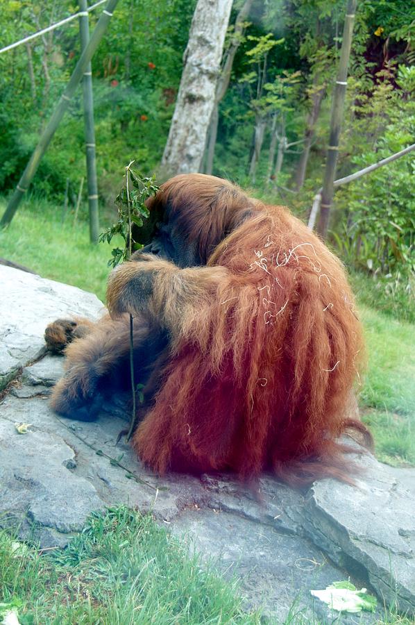 Orangutan SD Zoo 2015 Photograph by Phyllis Spoor