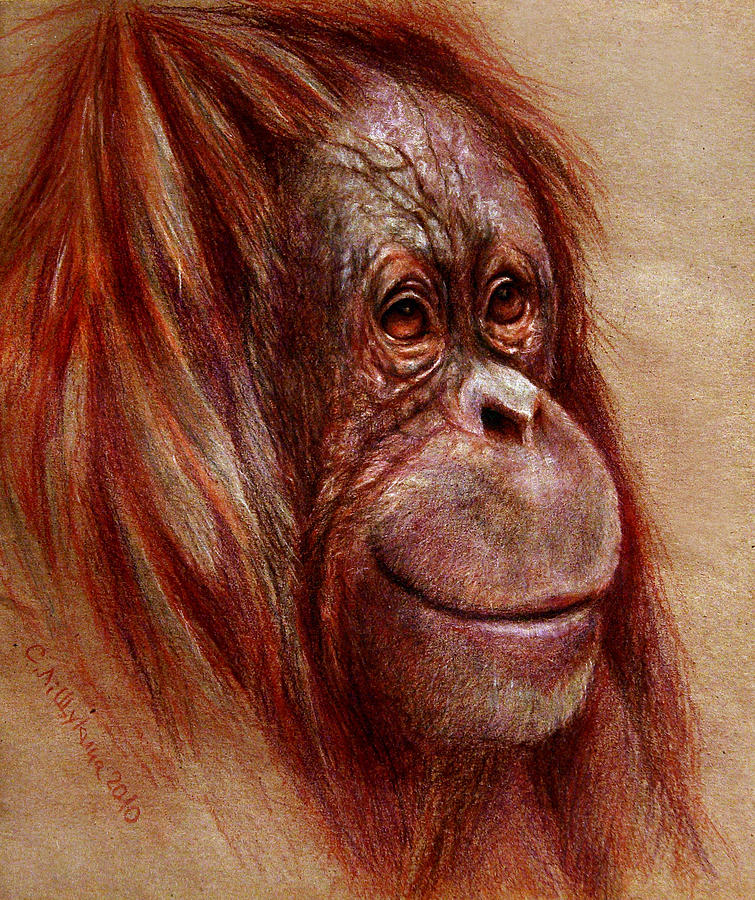Nature Drawing - Orangutan Smiling - Sketch  by Svetlana Ledneva-Schukina