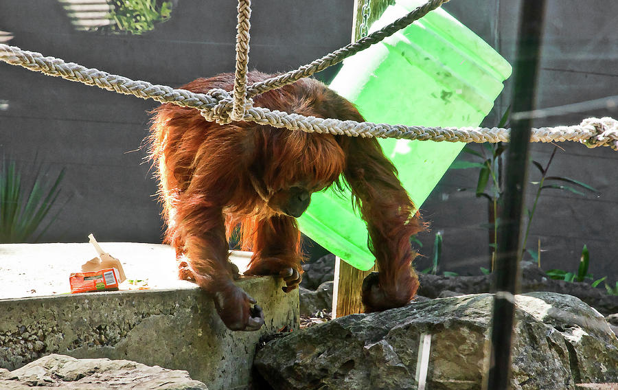 Nature Photograph - Orangutan Snack Time by Miroslava Jurcik