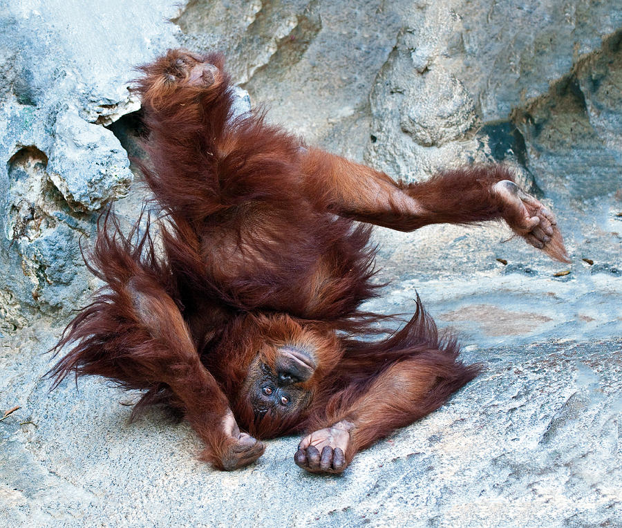  Orangutan Standing  On Her Head Photograph by William Bitman
