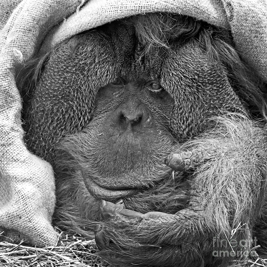 Orangutan - Towan Photograph by Sonya Lang