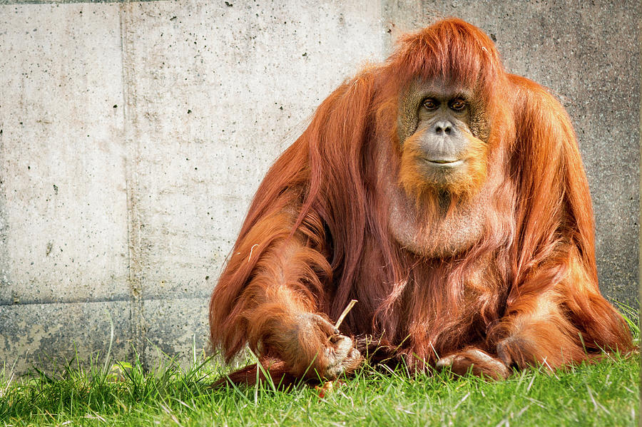Nature Photograph - Orangutan by Victoria Winningham