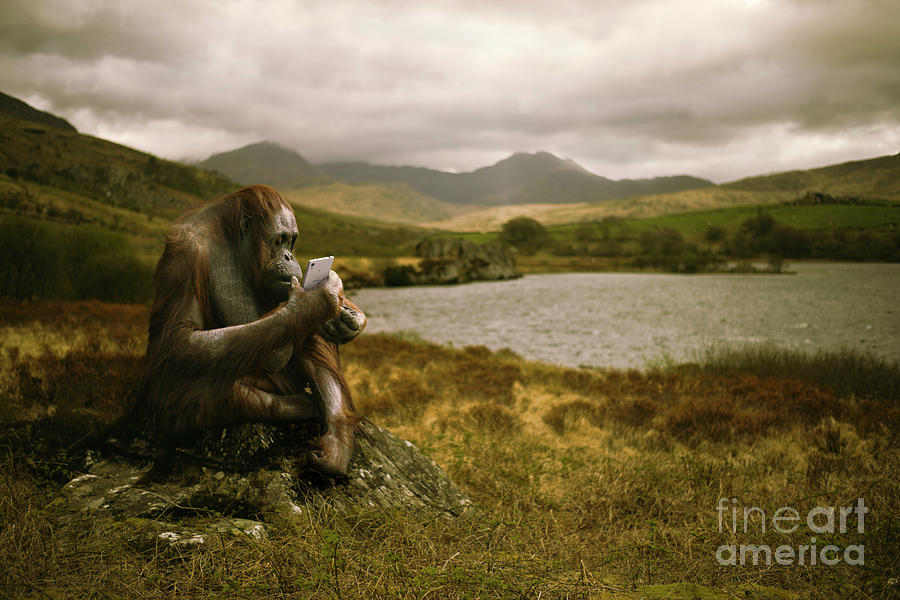 Nature Photograph - Orangutan With Smart Phone by Amanda Elwell