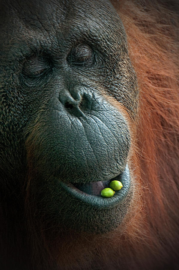 Orangutan with the Good Seeds Photograph by Mitch Spence
