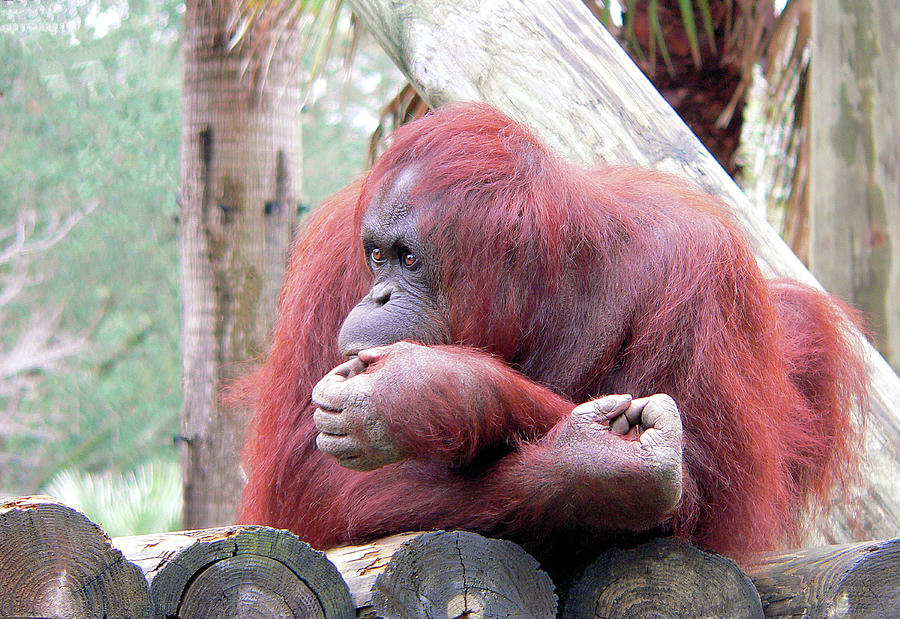 Orangutang Contemplating Photograph by Rosalie Scanlon