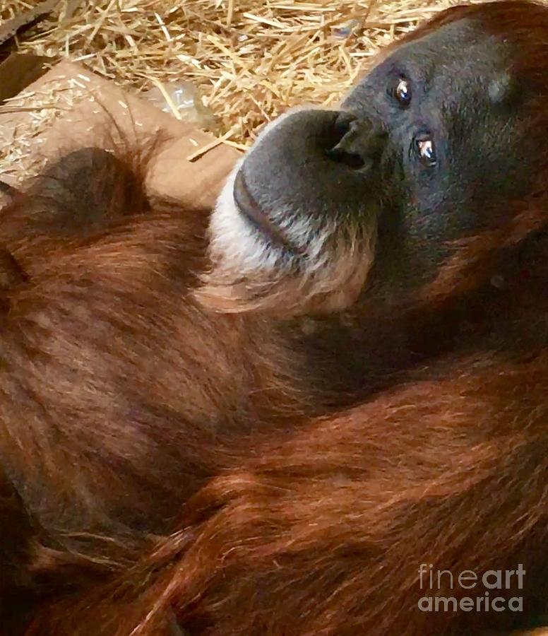 Orangutang Photograph by Susan Garren