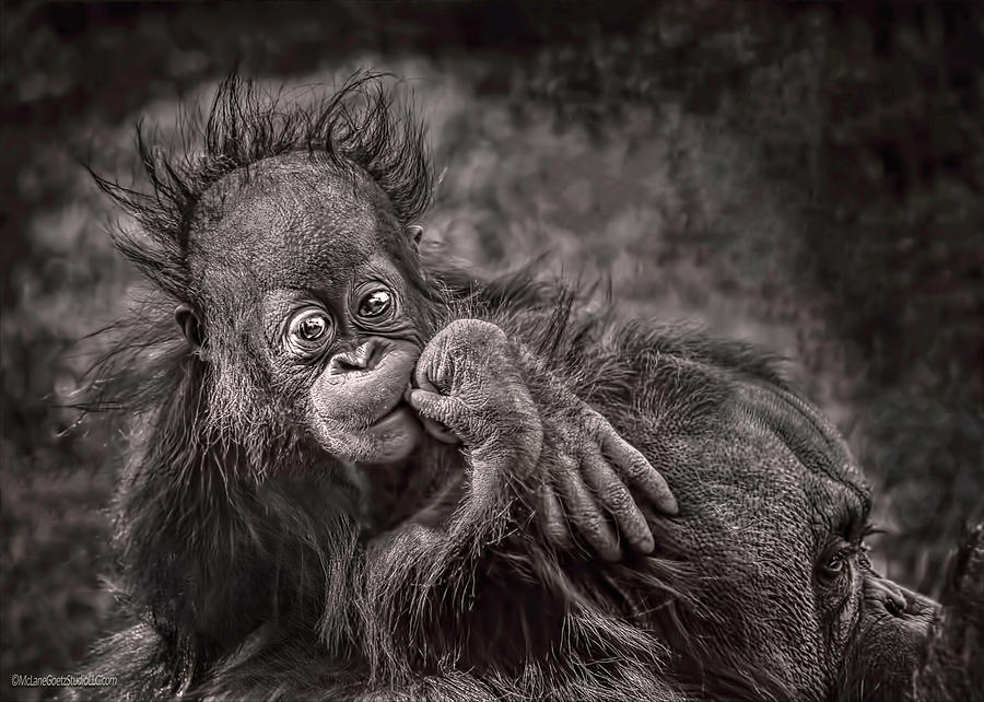 Orangutang Thoughts Photograph by LeeAnn McLaneGoetz McLaneGoetzStudioLLCcom