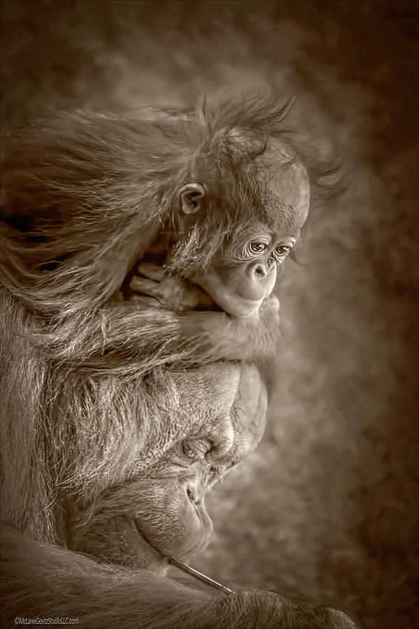 Orangutangs learnings Photograph by LeeAnn McLaneGoetz McLaneGoetzStudioLLCcom