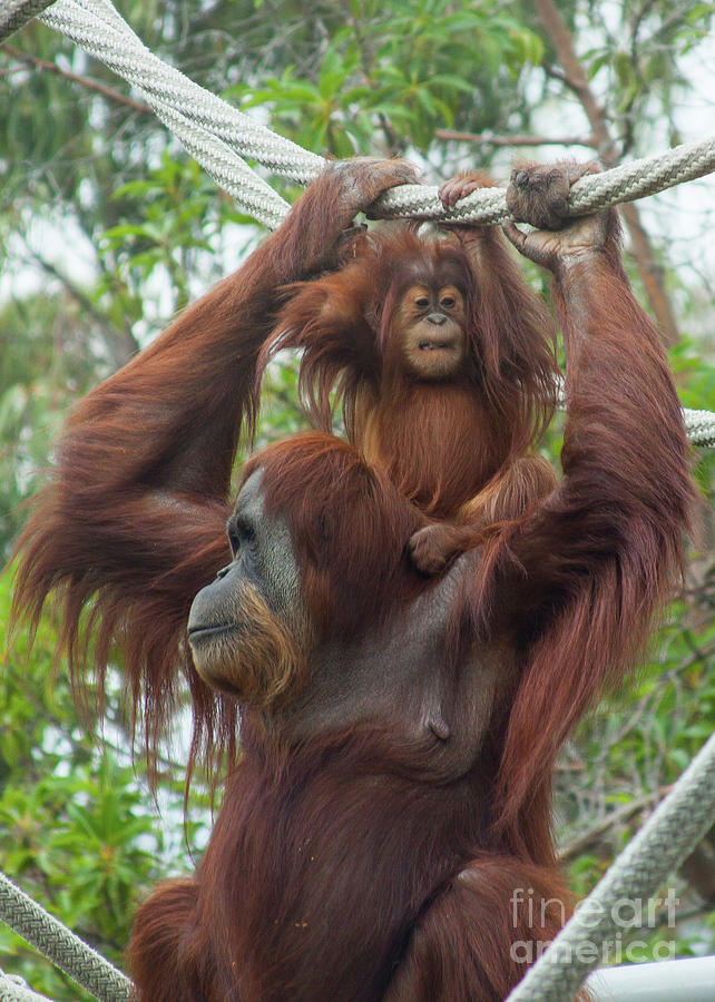 Orangutans Hanging Photograph by Jim Schmidt MN
