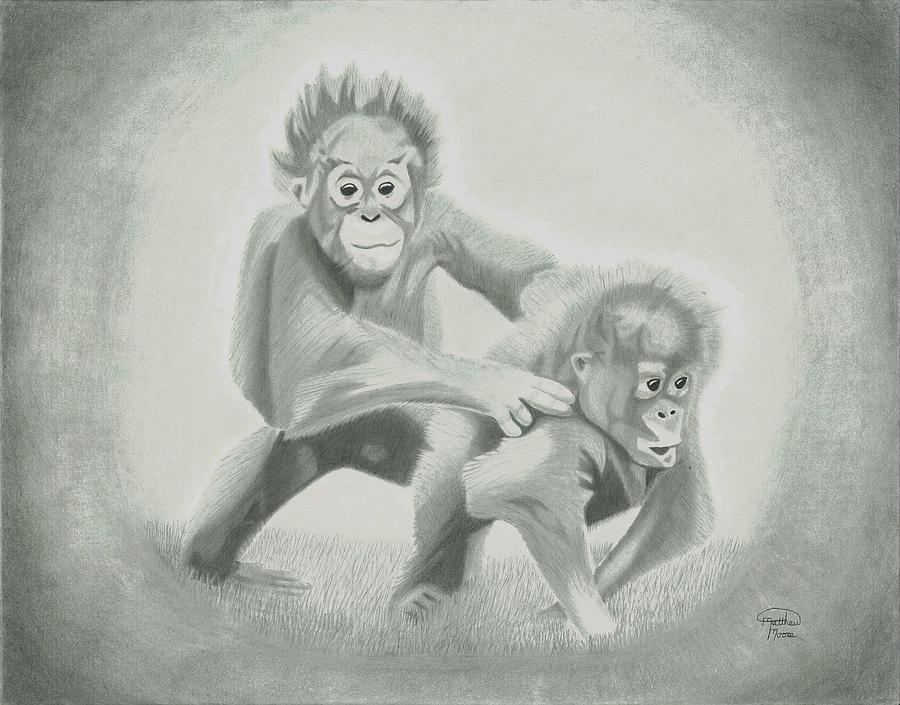 Orangutan Drawing - Orangutans by Matthew Moore