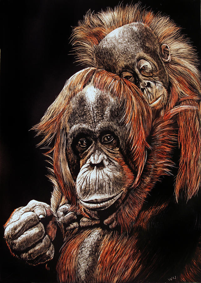 Orangutans Two Drawing by William Underwood