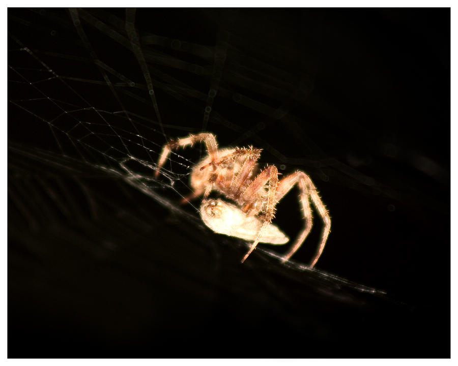 Orb Spider Photograph by Anthony Jones
