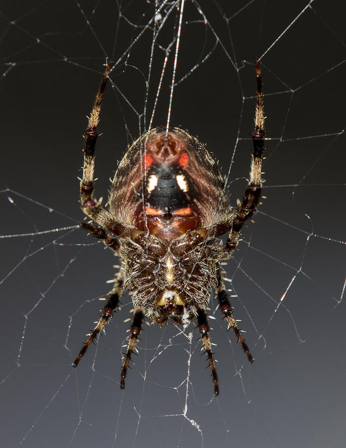 Orb Weaver Belly Photograph