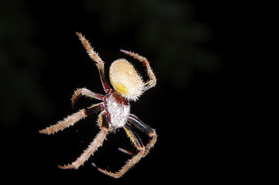 Orb Weaver Photograph by Don Youngclaus