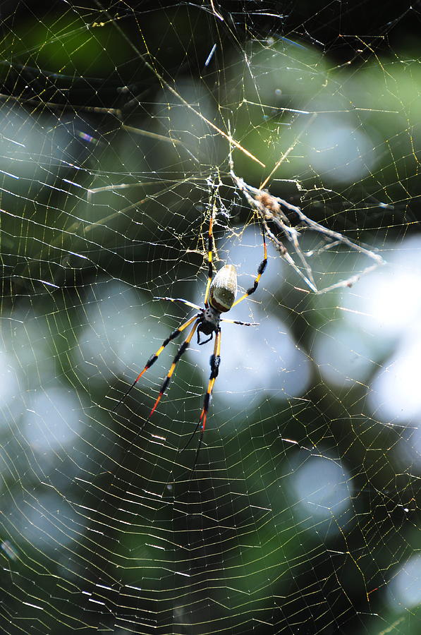 Orb Weaver Photograph by Kicking Bear  Productions